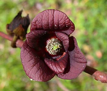 Asimina triloba, "Pawpaw", Blüte